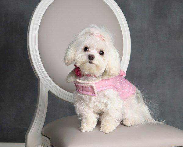 Pet Star 177.jpg